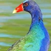 American Purple Gallinule Head Diamond Painting