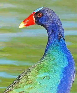 American Purple Gallinule Head Diamond Painting