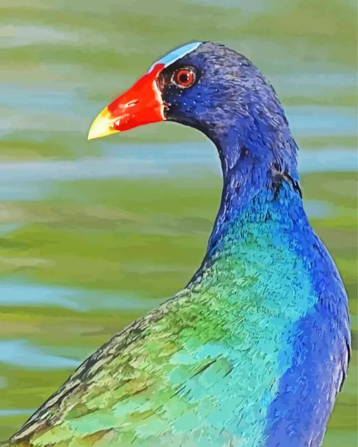 American Purple Gallinule head Diamond By Numbers American Purple Gallinule Head Diamond Painting