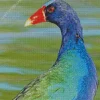 American Purple Gallinule Head Diamond Painting