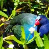 American Purple Gallinule In Green Leaves Diamond Painting