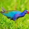 American Purple Gallinule In Nature Diamond Painting