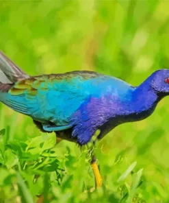 American Purple Gallinule In Nature Diamond Painting