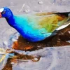 American Purple Gallinule In Water Diamond Painting