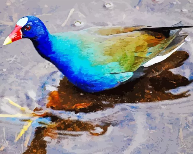 American Purple Gallinule in water Diamond By Numbers American Purple Gallinule In Water Diamond Painting