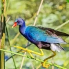 American Purple Gallinule On A Branch Diamond Painting