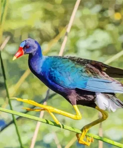 American Purple Gallinule On A Branch Diamond Painting
