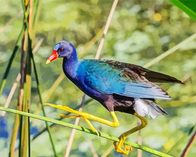 American Purple Gallinule on a branch Diamond By Numbers American Purple Gallinule On A Branch Diamond Painting