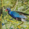 American Purple Gallinule On A Branch Diamond Painting