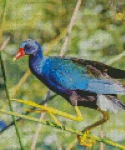 American Purple Gallinule On A Branch Diamond Painting