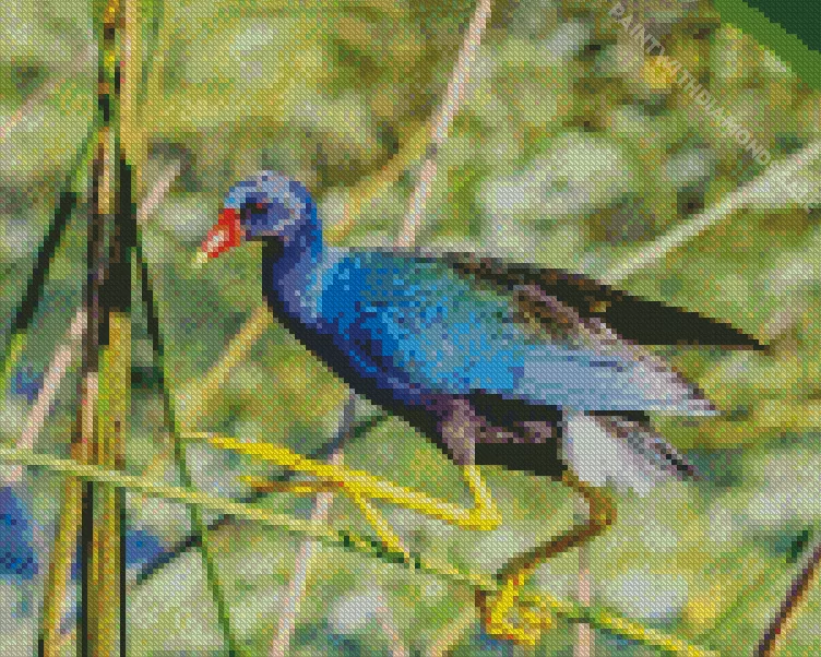 American Purple Gallinule on a branch Diamond Dotz American Purple Gallinule On A Branch Diamond Painting
