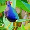 American Purple Gallinule With A Red Beak Diamond Painting