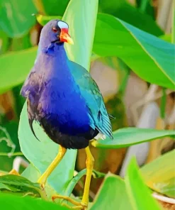 American Purple Gallinule With A Red Beak Diamond Painting