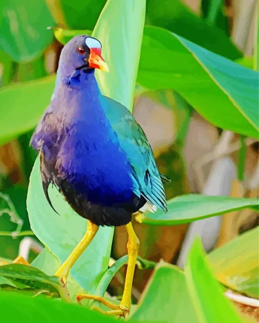American Purple Gallinule with a red beak Diamond By Numbers American Purple Gallinule With A Red Beak Diamond Painting