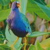 American Purple Gallinule With A Red Beak Diamond Painting
