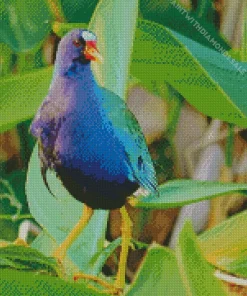 American Purple Gallinule With A Red Beak Diamond Painting