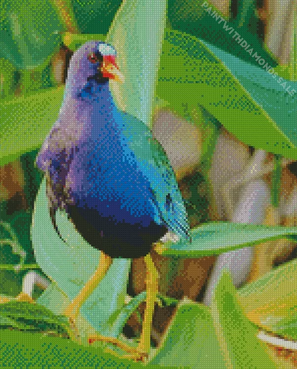 American Purple Gallinule with a red beak Diamond Dotz American Purple Gallinule With A Red Beak Diamond Painting