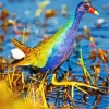 American Purple Gallinule With Green Wings Diamond Painting