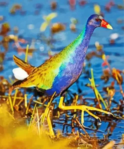 American Purple Gallinule With Green Wings Diamond Painting