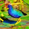 American Purple Gallinules Diamond Painting