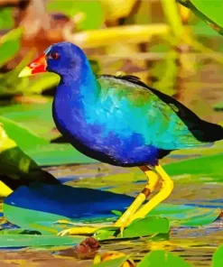 American Purple Gallinules Diamond Painting