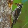 American Three Toed Woodpecker Diamond Painting