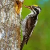 American Three Toed Woodpecker Diamond Painting