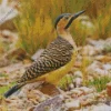 Andean Flicker Diamond Painting