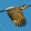 Andean Flicker Art Diamond Painting