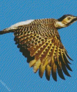 Andean Flicker Art Diamond Painting