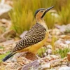 Andean Flicker Diamond Painting