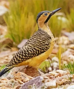 Andean Flicker Diamond Painting