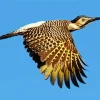 Andean Flicker Art Diamond Painting
