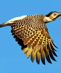 Andean Flicker Art Diamond Painting