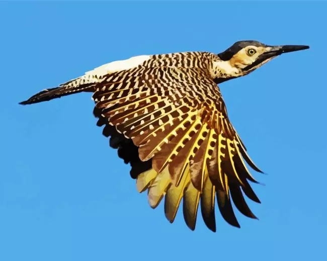 Andean flicker Diamond With Numbers Andean Flicker Art Diamond Painting