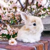 Angora Rabbit And Cherry Blossoms Diamond Painting