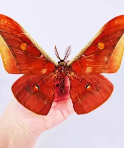 Antheraea Assamensis Diamond Painting