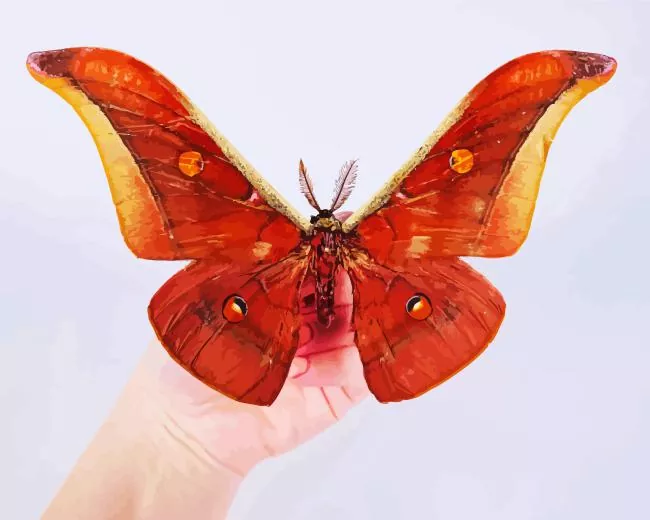 Antheraea assamensis Diamond Paints Antheraea Assamensis Diamond Painting