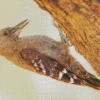 Arabian Woodpecker Diamond Painting