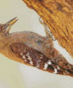 Arabian Woodpecker Diamond Painting