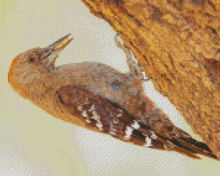 Arabian woodpecker Diamond By Numbers Arabian Woodpecker Diamond Painting