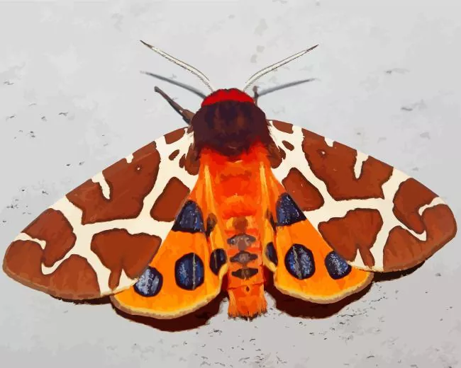 Arctiinae Diamond Paints Arctiinae Diamond Painting