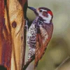 Arizona Woodpecker Diamond Painting