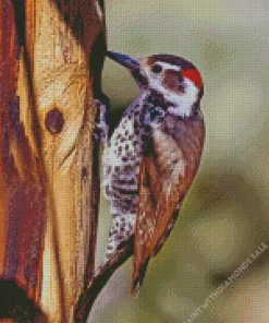 Arizona Woodpecker Diamond Painting