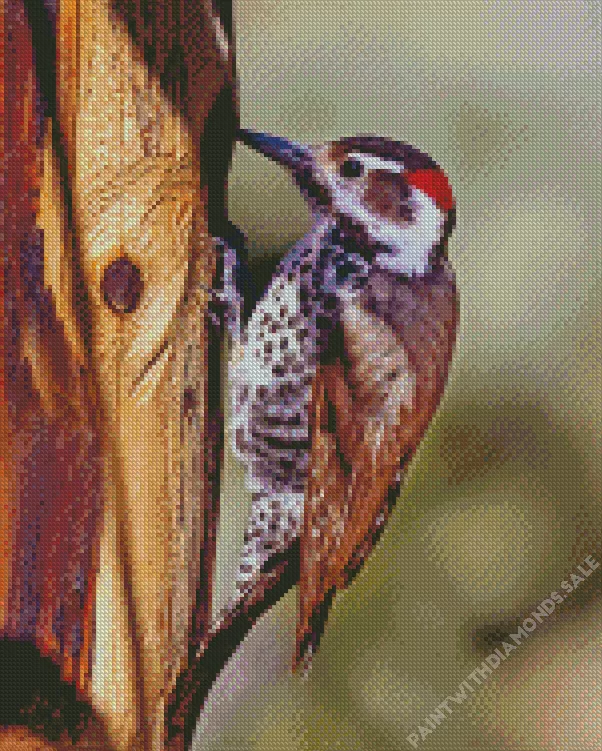 Arizona woodpecker Diamond By Numbers Arizona Woodpecker Diamond Painting