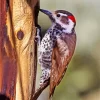 Arizona Woodpecker Diamond Painting