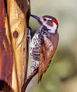 Arizona Woodpecker Diamond Painting