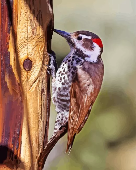 Arizona woodpecker Diamond Paints Arizona Woodpecker Diamond Painting