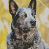 Aussie Cattle Dog Diamond Painting