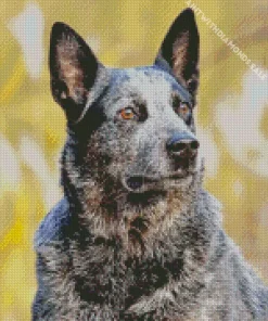 Aussie Cattle Dog Diamond Painting